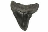 Bargain, Fossil Megalodon Tooth - Georgia #77537-2